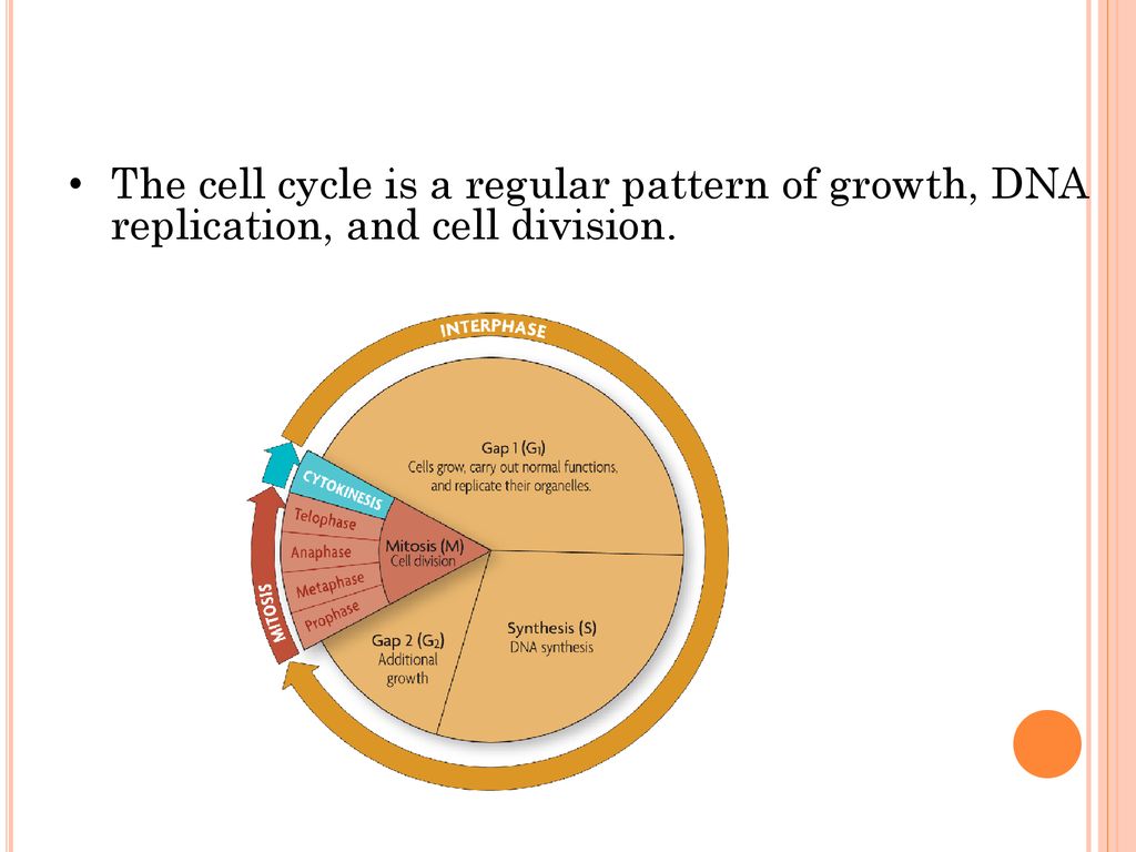 2d Cell Cycle Chapters 5 Biology Diagrams