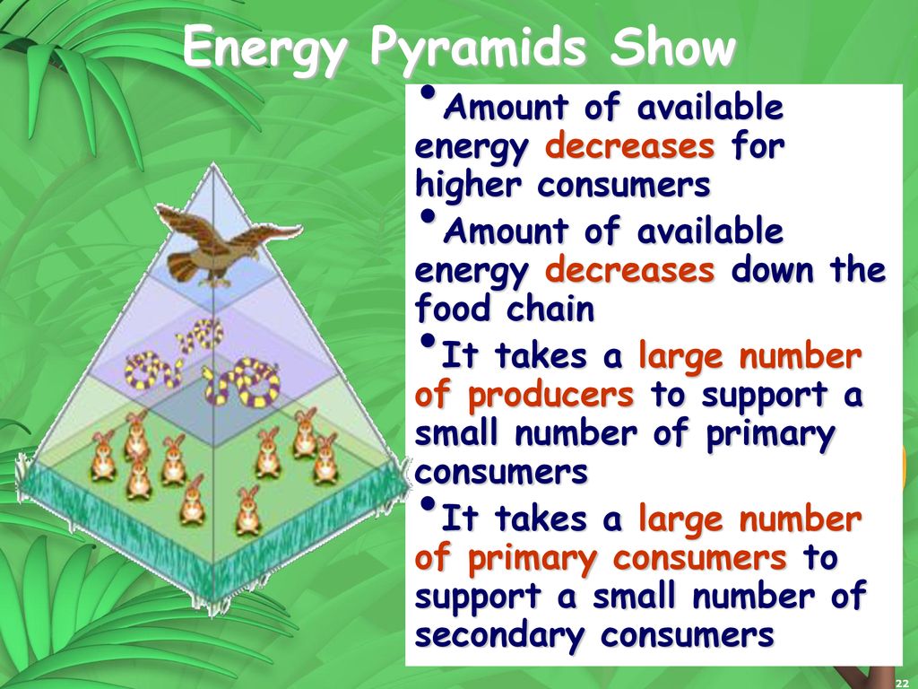 Food Chains, Food Webs, Energy Pyramids Biology Diagrams
