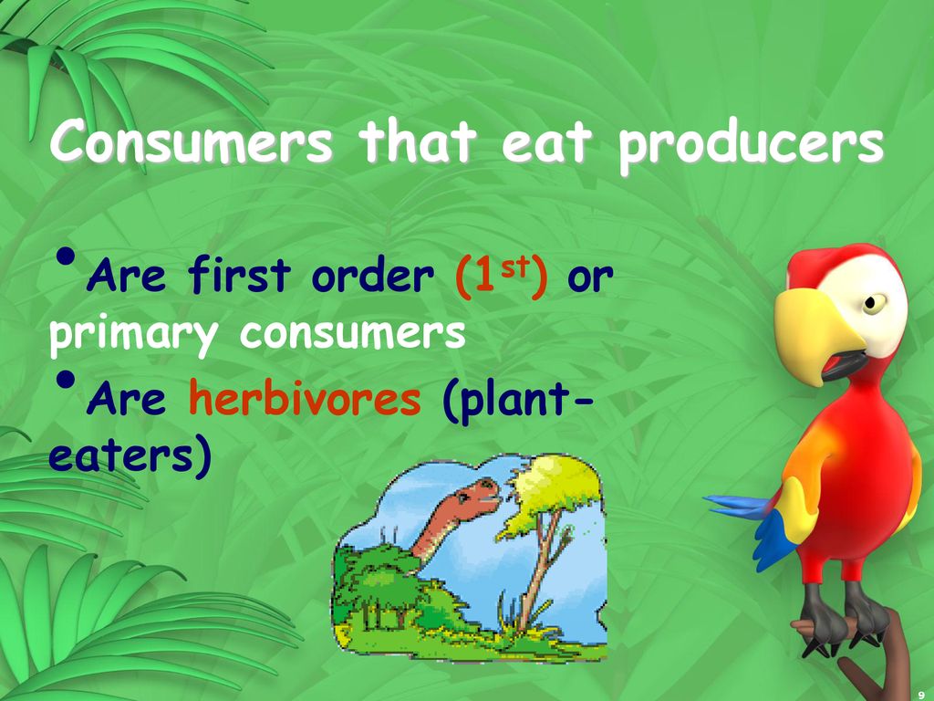 Food Chains, Food Webs, Energy Pyramids Biology Diagrams