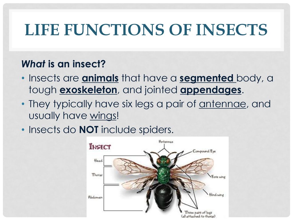 reproductive ADAPTATIONS - ppt download