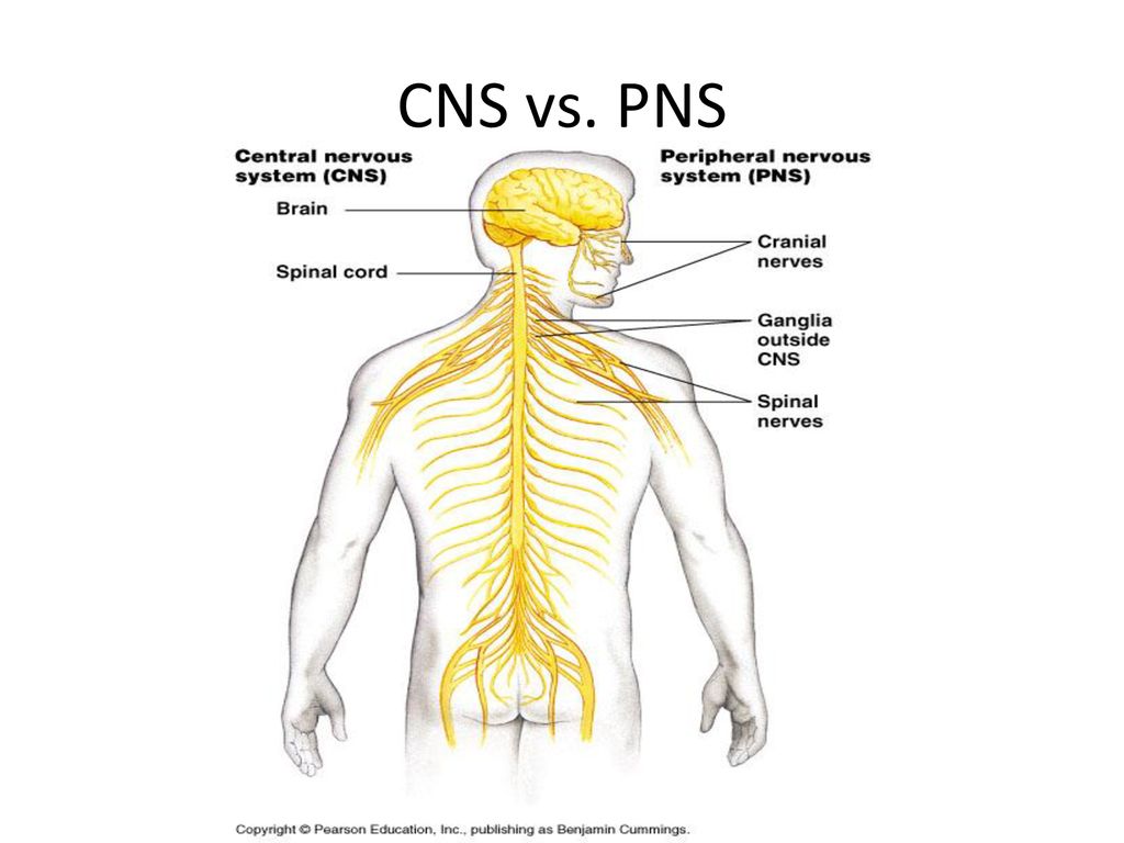 AP Biology Nervous Systems Part ppt download Biology Diagrams