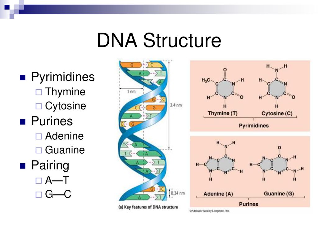 Structure and Function within Forensic Science - ppt download