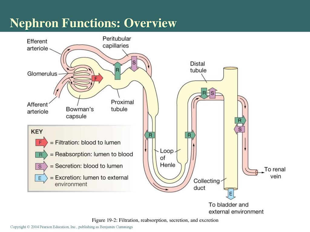 Nephron Functions  Overview 