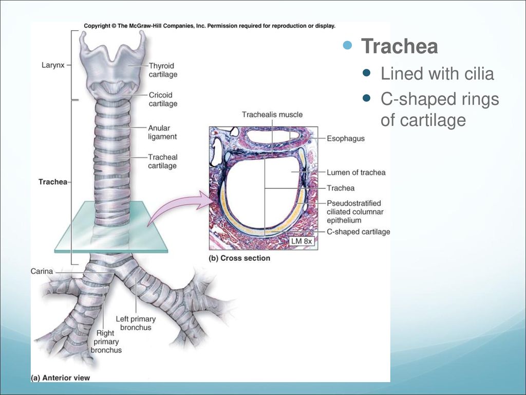Гортань кошки. Трахея строение колец. Перепончатая мембрана трахеи. Bifurcatio tracheae. Трахея препарат анатомия.