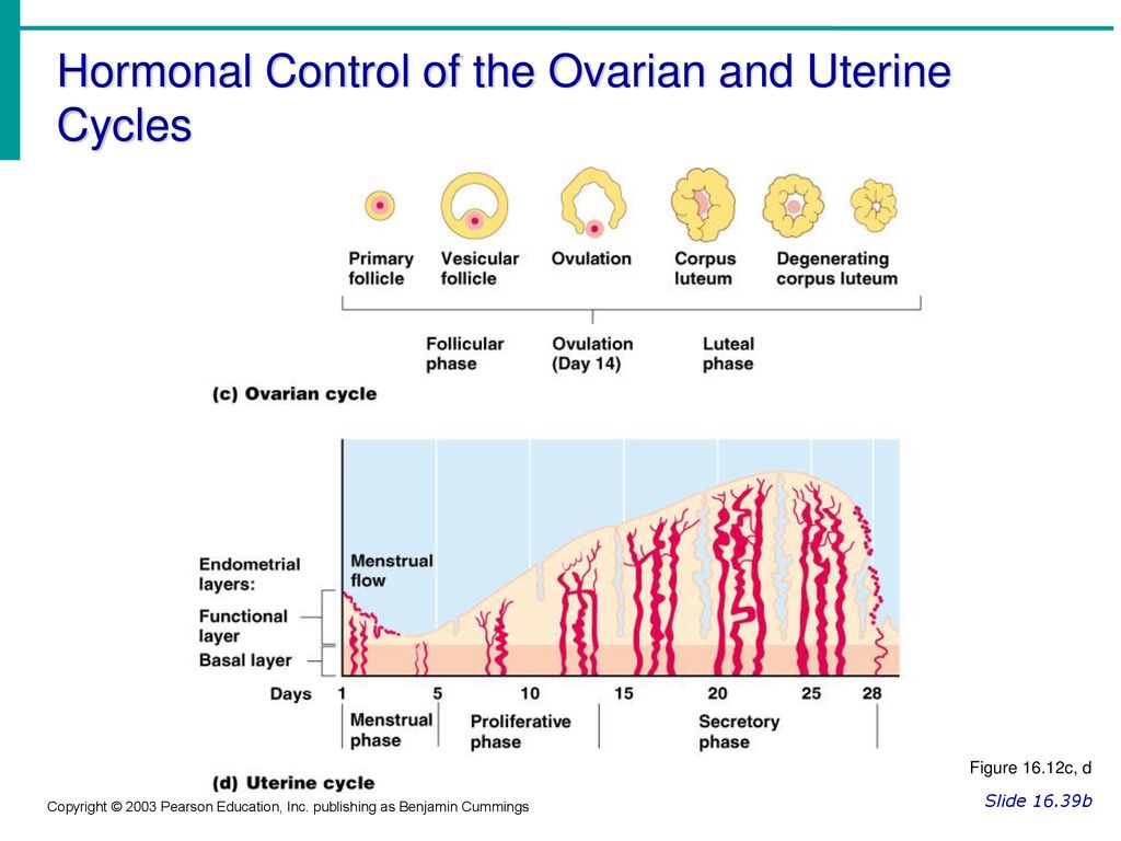 Hormonal Control of the Ovarian and Uterine Cycles