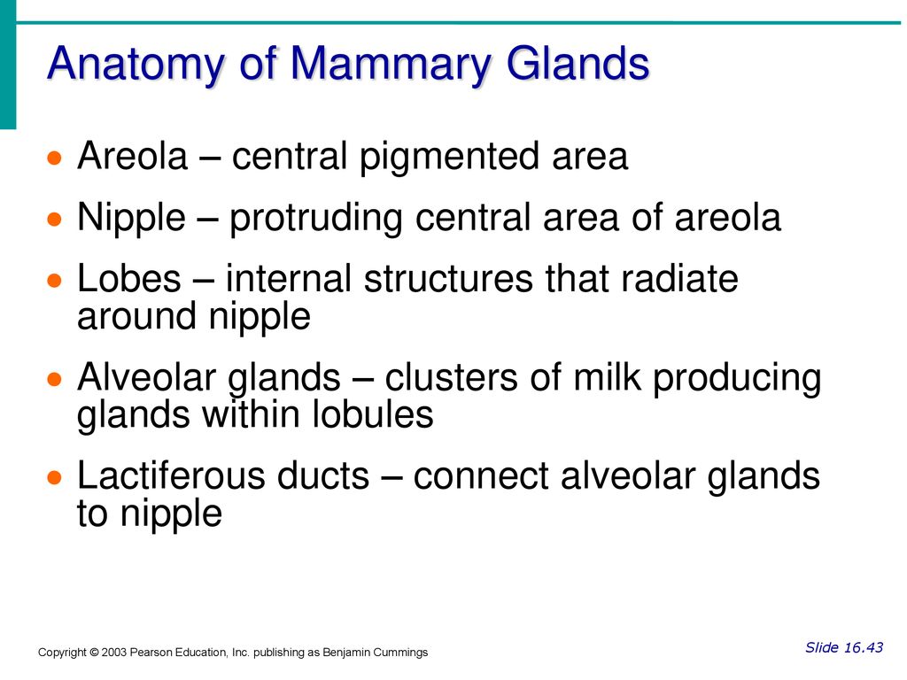 Anatomy of Mammary Glands