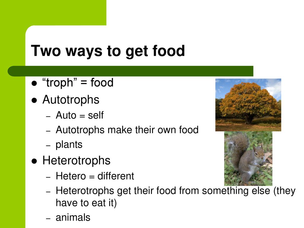 Photosynthesis and Cellular Respiration Biology Diagrams