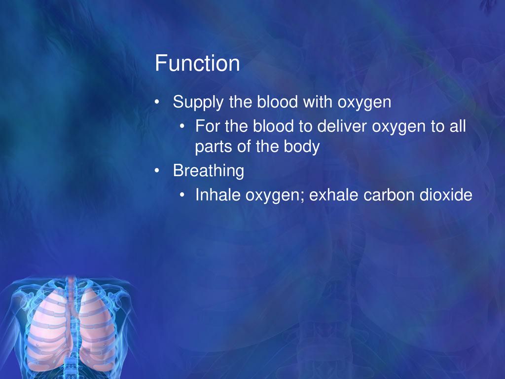 Function Supply the blood with oxygen
