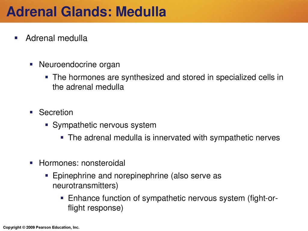 Chapter 13 The Endocrine System Biology Diagrams