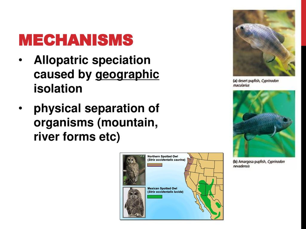 Mechanisms Allopatric speciation caused by geographic isolation