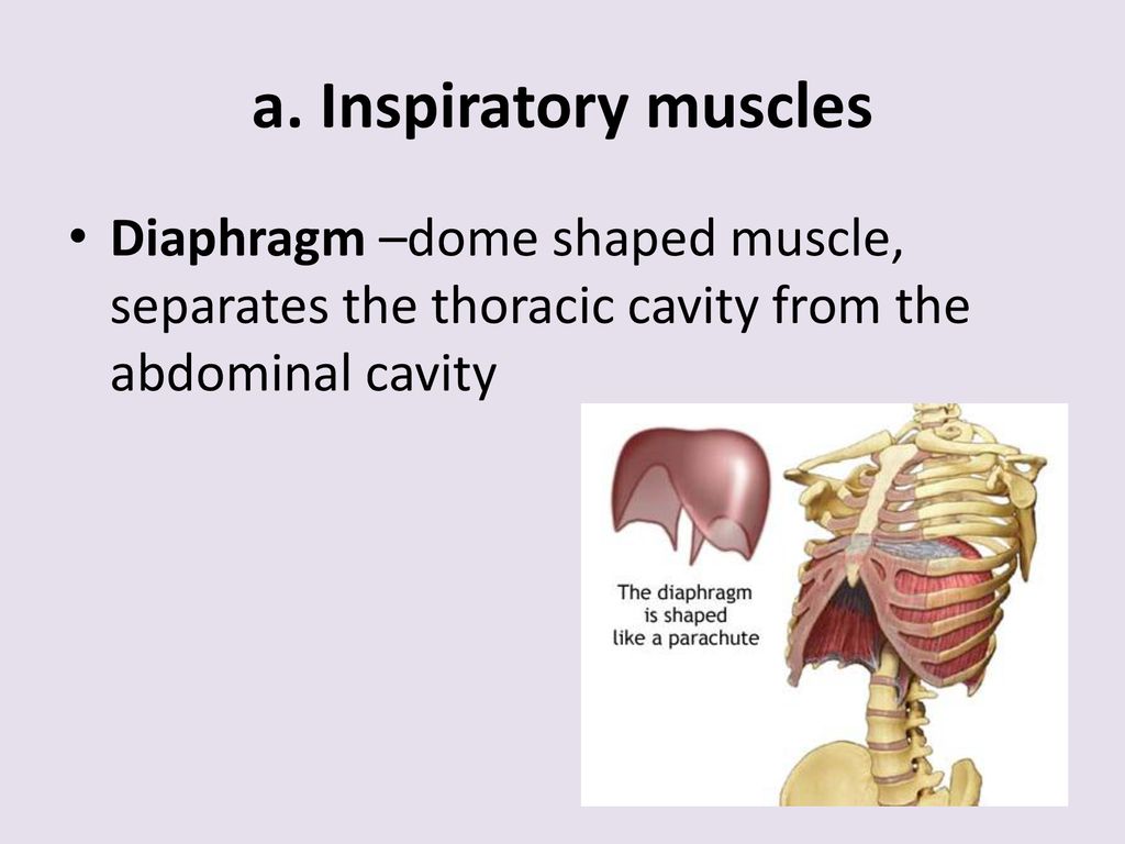 Process of Breathing. - ppt download