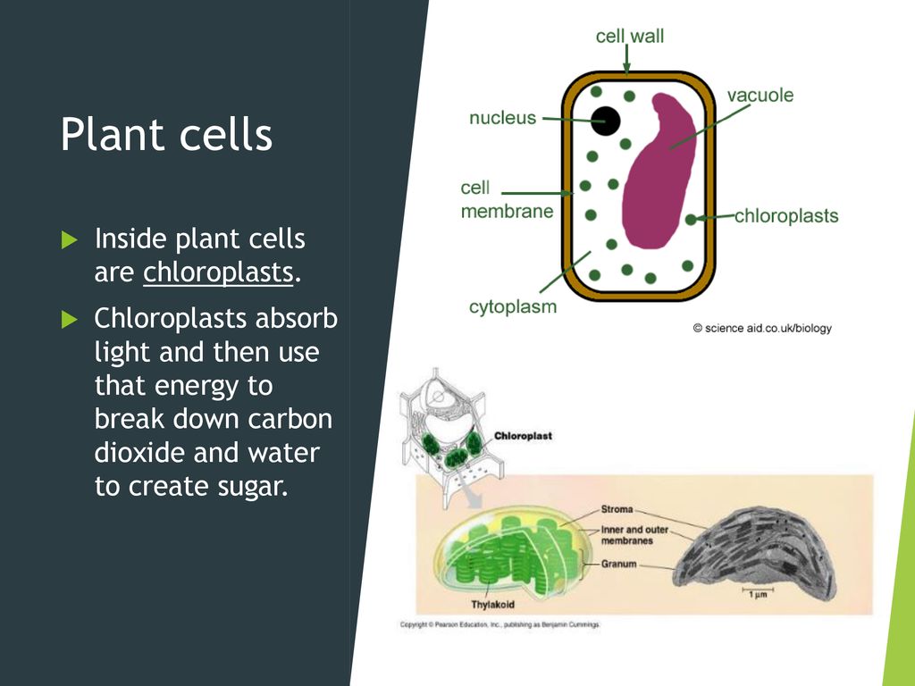 Plant cells Inside plant cells are chloroplasts.