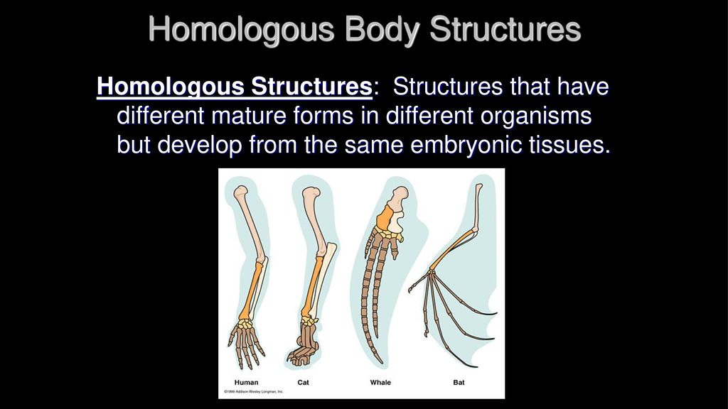 Evolution. - ppt download