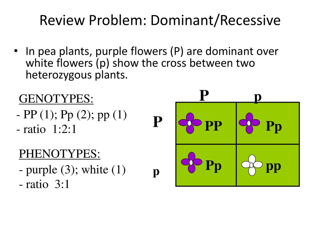 Review Dominant Recessive Ppt Download