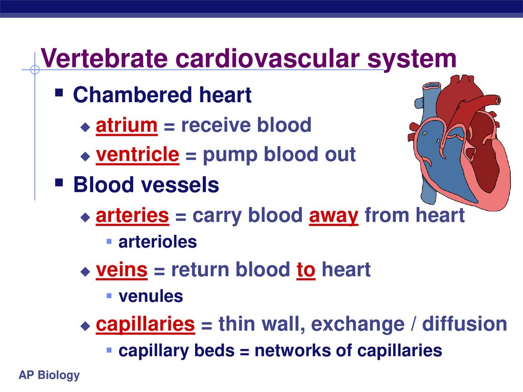 Vertebrate cardiovascular system