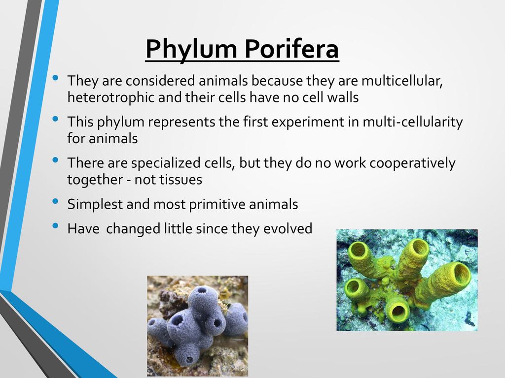 Phylum Porifera: The Sponges - ppt download