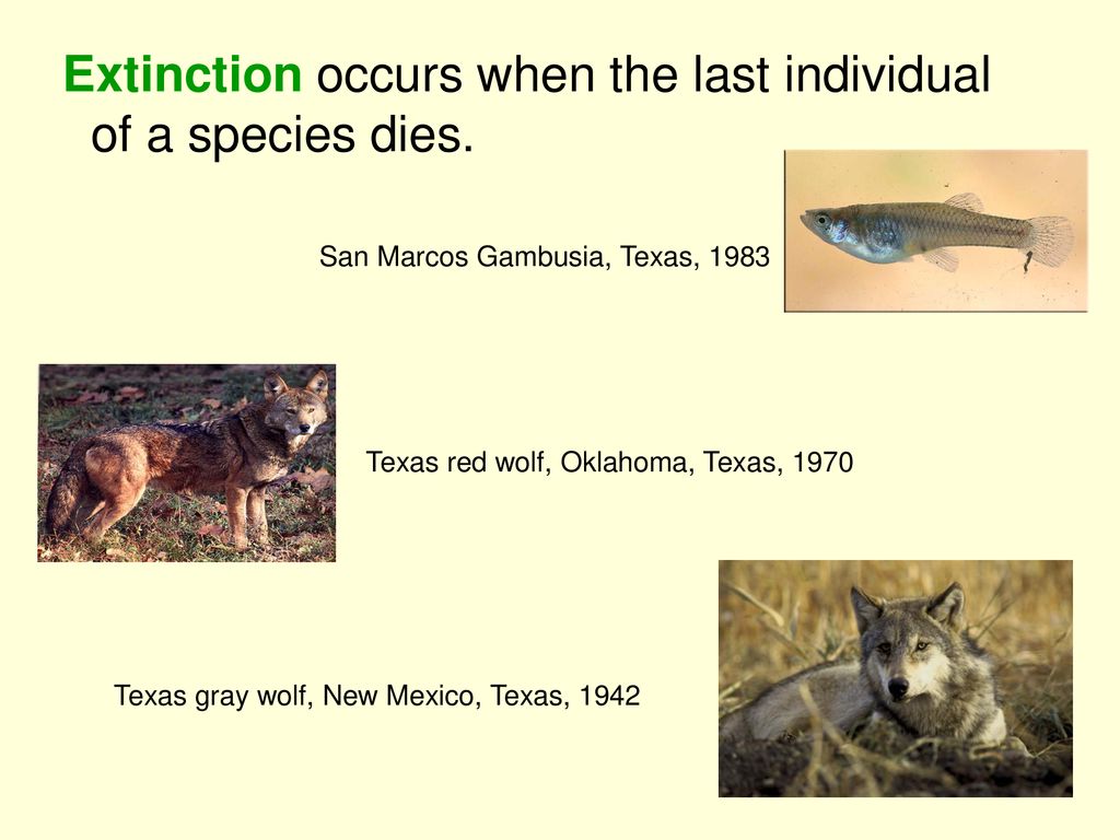 Biodiversity Biodiversity refers to the number and variety of species