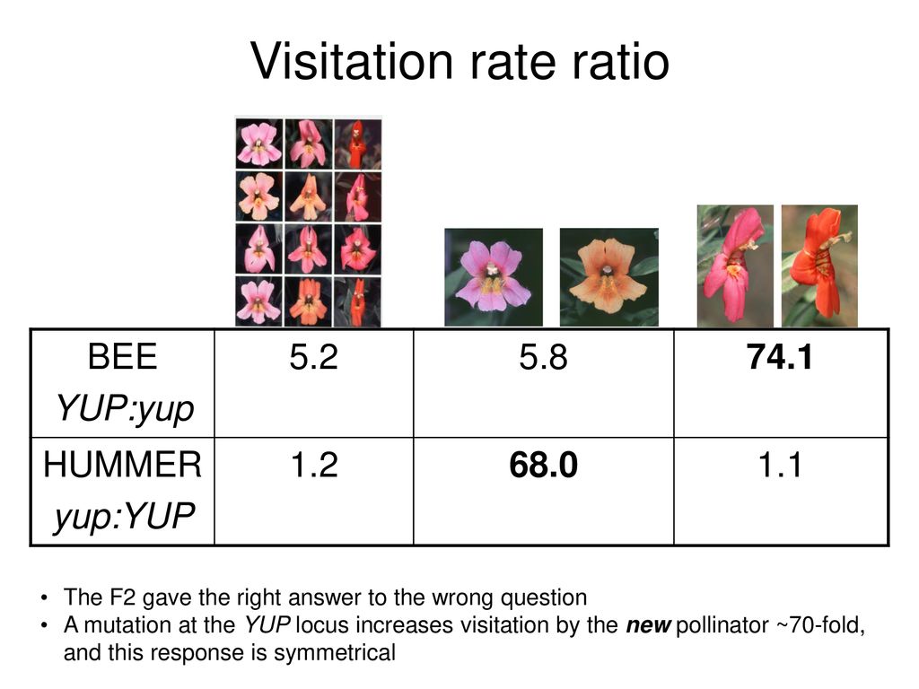Visitation rate ratio BEE YUP:yup HUMMER yup:YUP