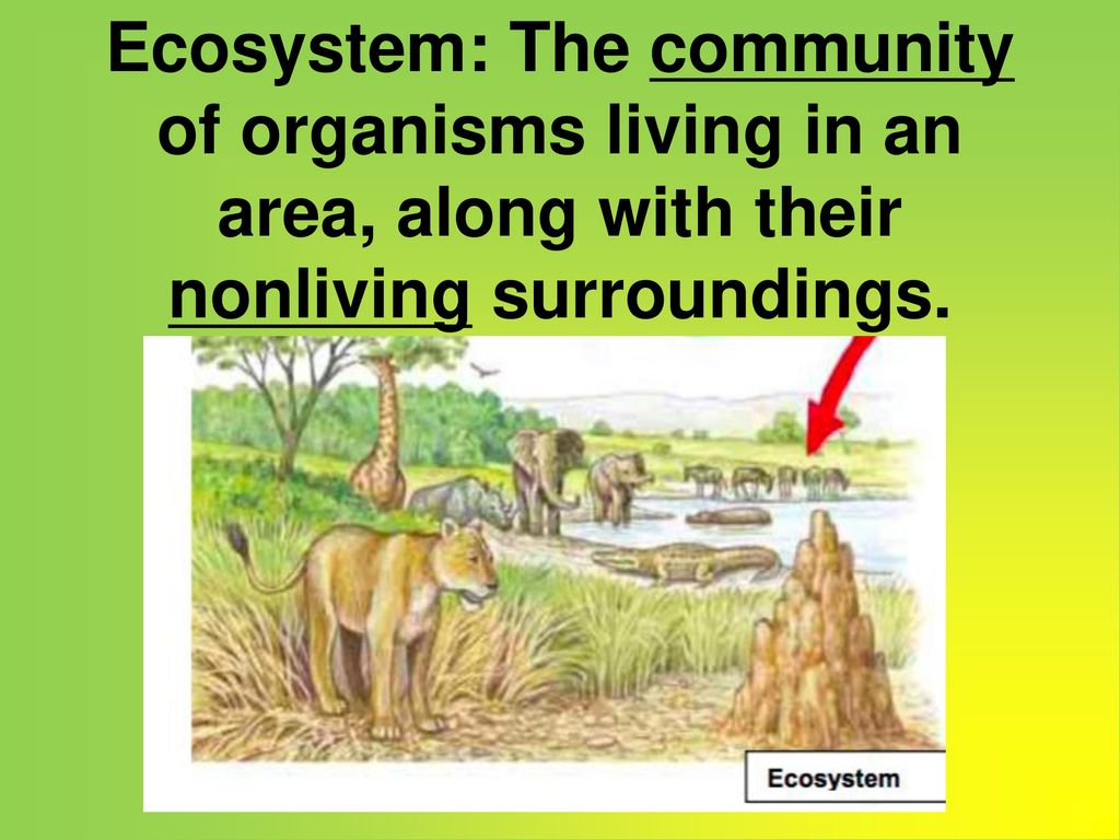 Ecosystem Notes Ppt Download ecosystem-notes-ppt-download