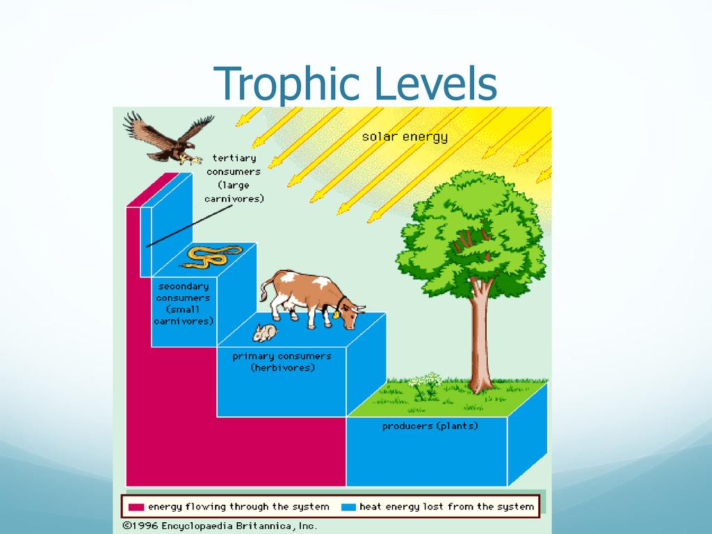 Energy Flow In Ecology. - ppt download