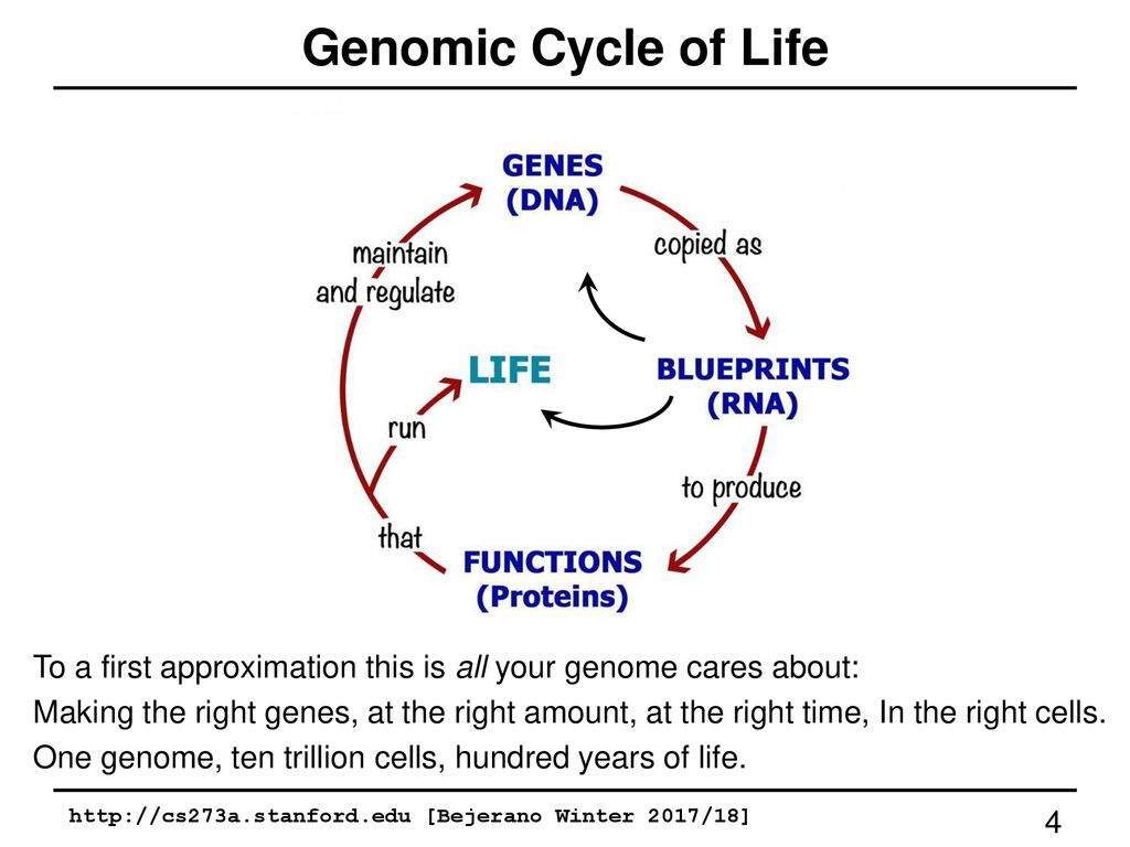 The Human Genome Source Code Biology Diagrams