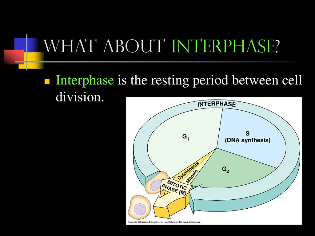 Cell Division: Mitosis Biology Diagrams