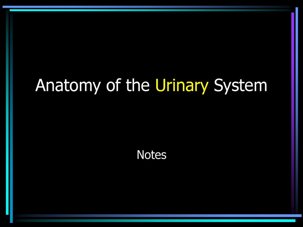 Anatomy of the Urinary System Biology Diagrams