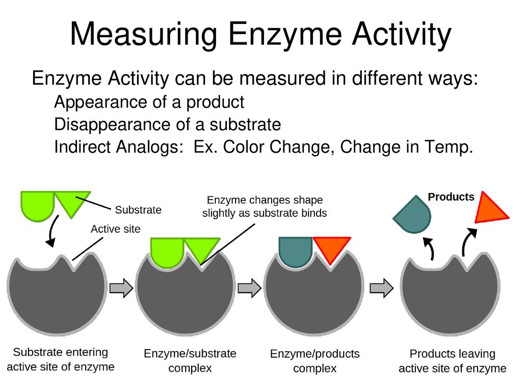 Measuring Enzyme Activity