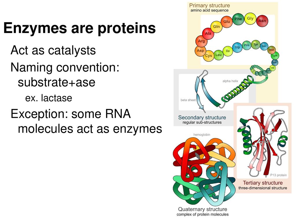 Enzymes are proteins Act as catalysts Naming convention: substrate+ase
