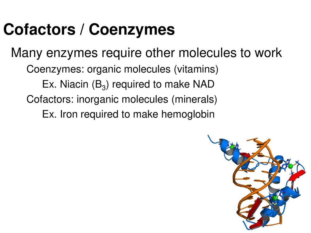 Cofactors / Coenzymes Many enzymes require other molecules to work