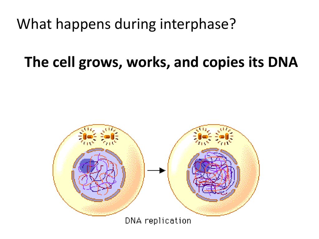 Review cell cycle ppt download