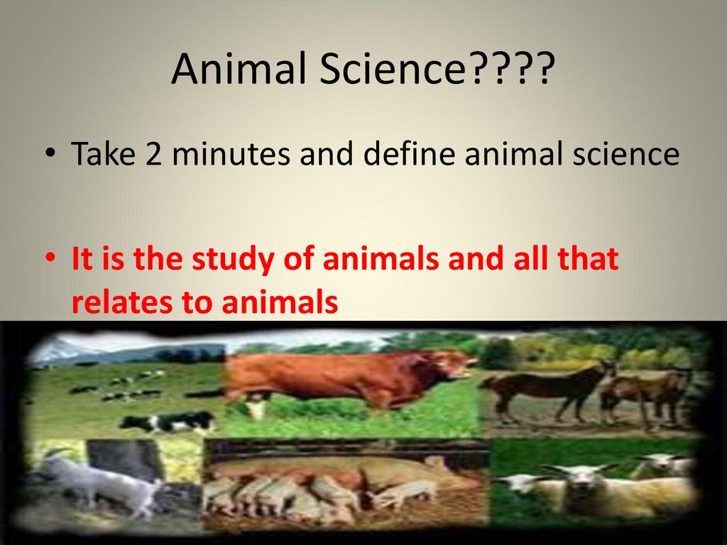 Animal’s Importance to Humans - ppt download