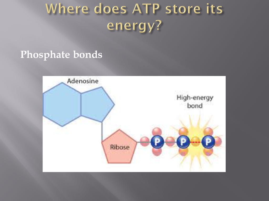 Bioenergetics Cellular Respiration - ppt download