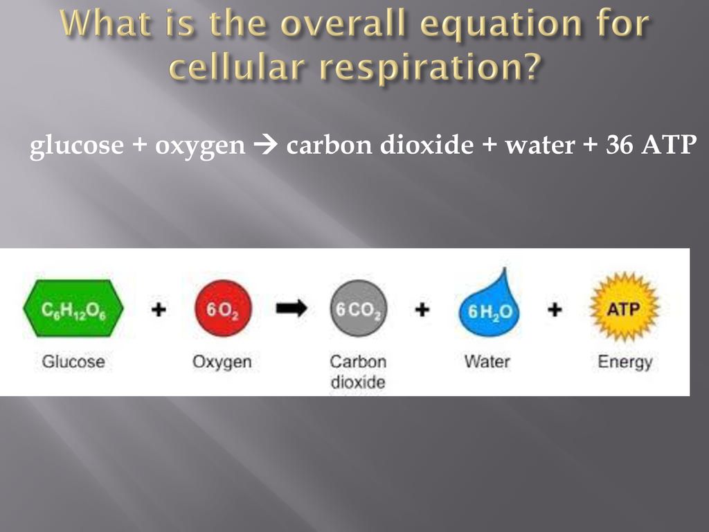 Bioenergetics Cellular Respiration - ppt download