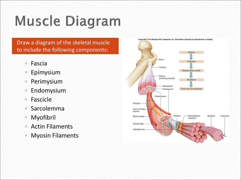 Muscle Diagram Fascia Epimysium Perimysium Endomysium Fascicle Ppt Download