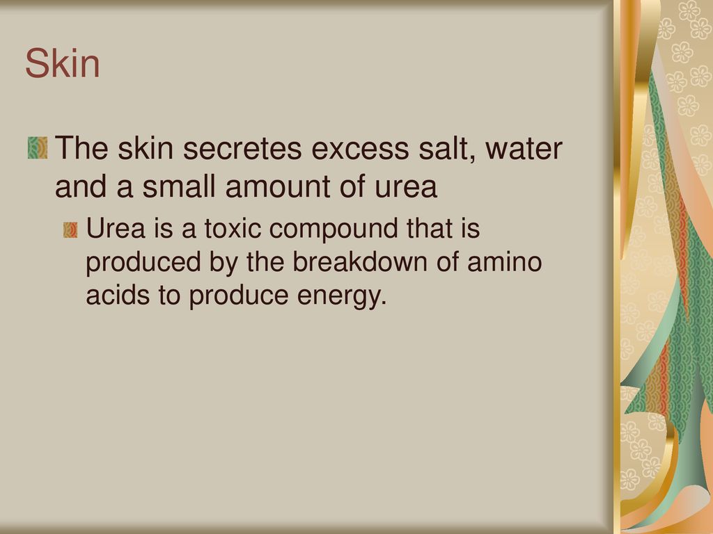 Skin The skin secretes excess salt, water and a small amount of urea