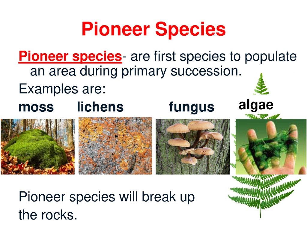 What Is a Pioneer Species? Definition and Examples