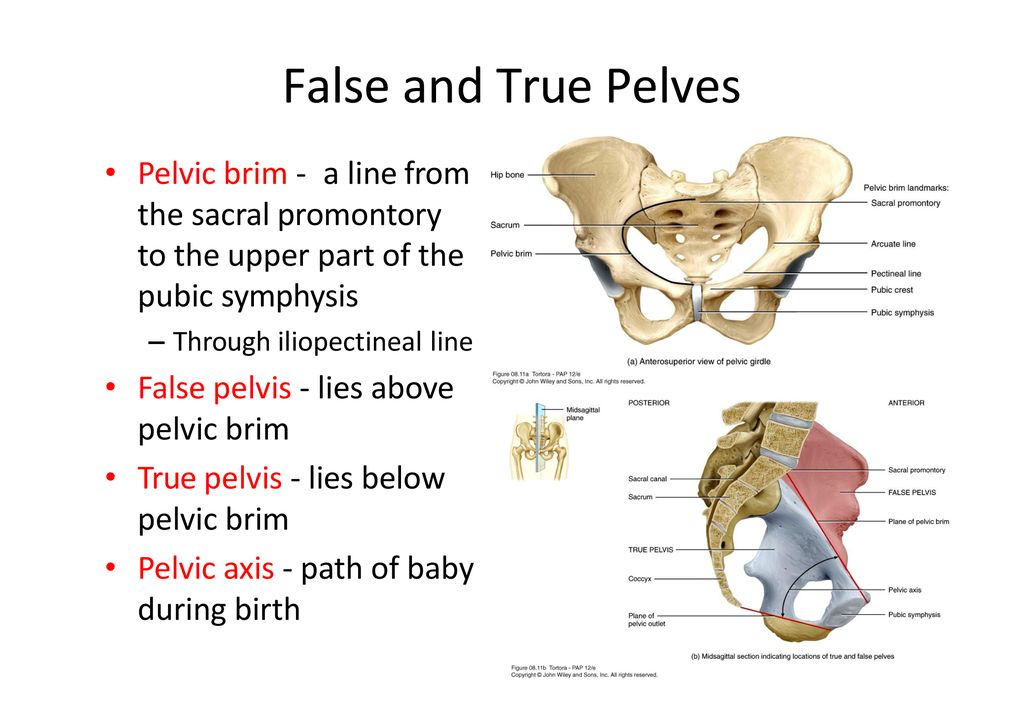 False pelvis - lies above pelvic brim. 