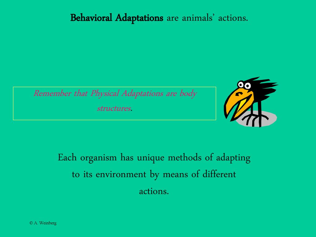 Toad Animal Adaptations SOL 3.4 By Ms. Weinberg. - ppt download