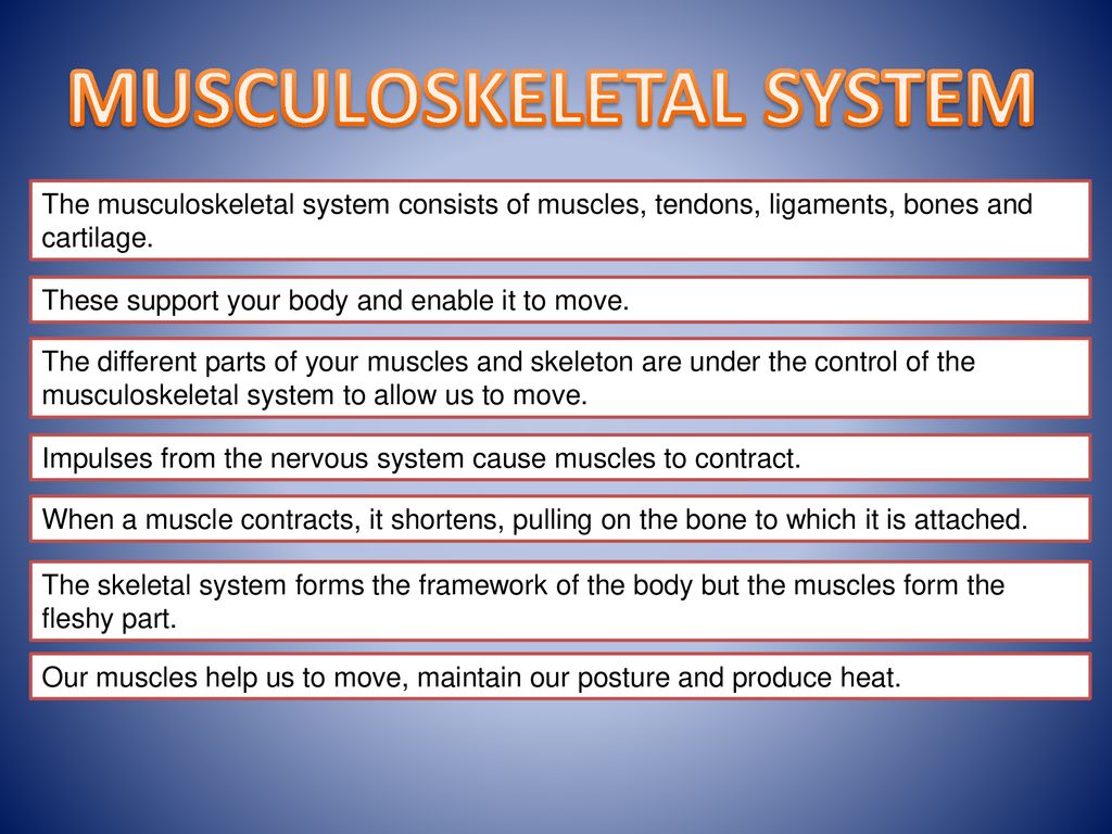 Musculoskeletal System - Ppt Download