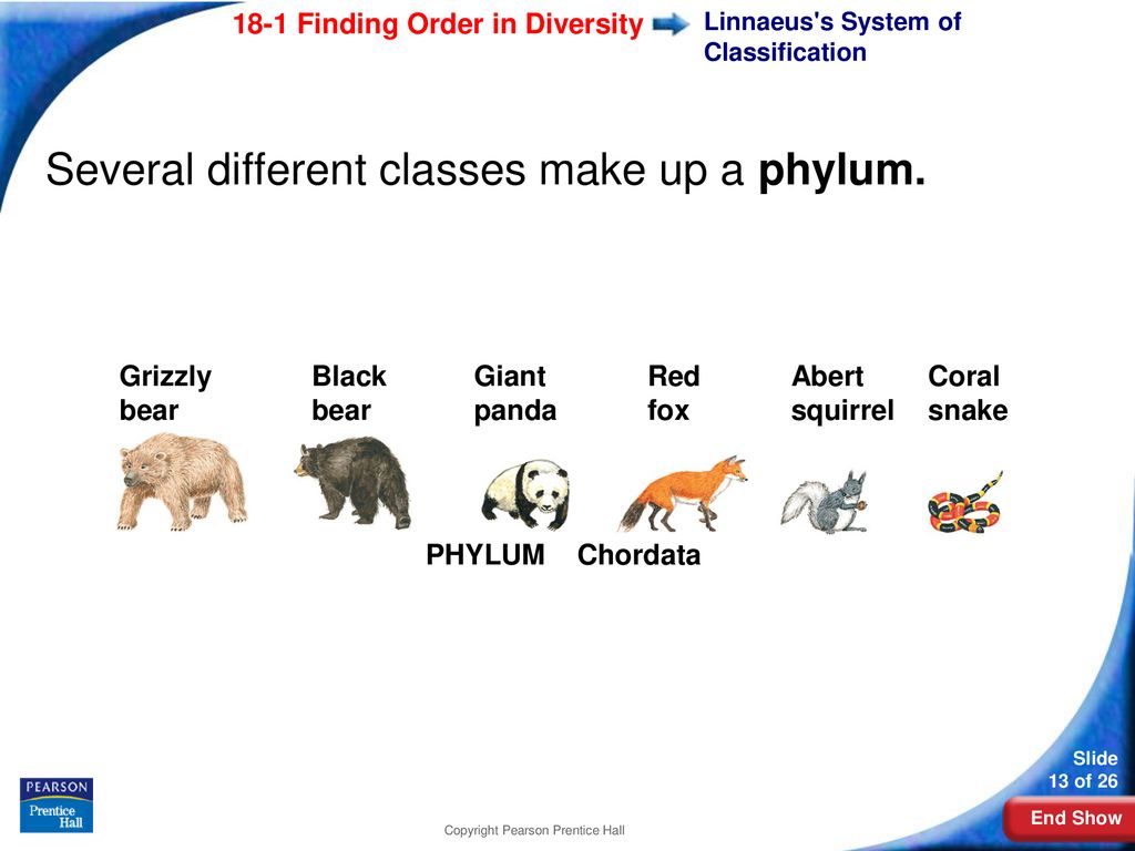 18-1 Finding Order in Diversity - ppt download