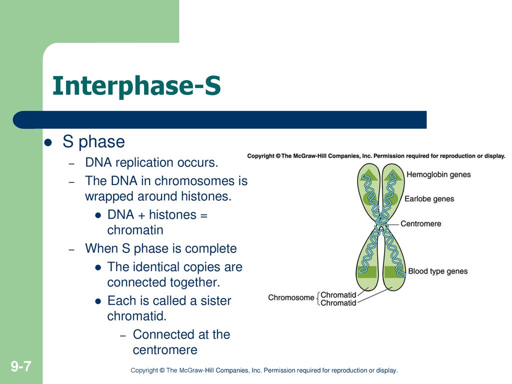 Chapter 9 Lecture Outline See PowerPoint Image Slides Biology Diagrams