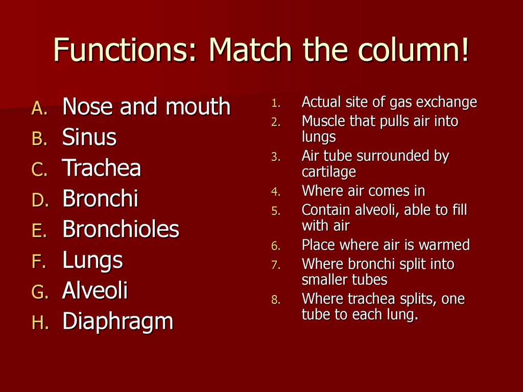 Human Respiration Parts And Functions. - Ppt Download