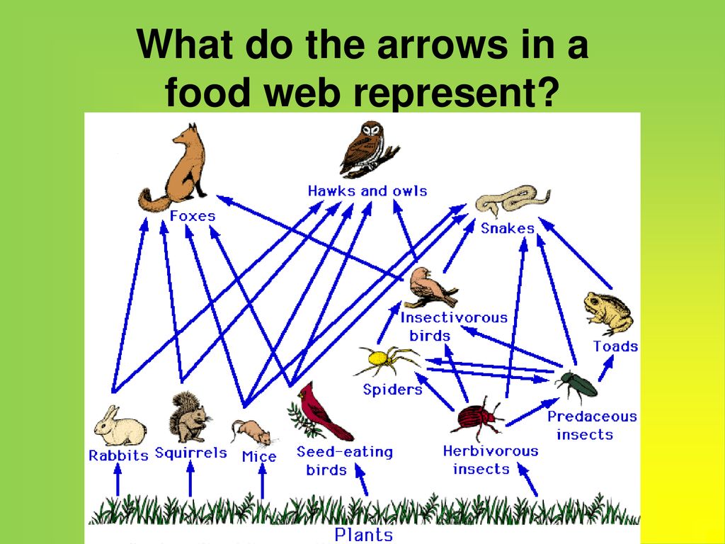 Ecosystem Notes Ppt Download ecosystem-notes-ppt-download