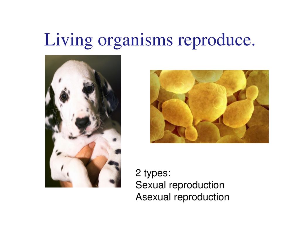 Living organisms reproduce.