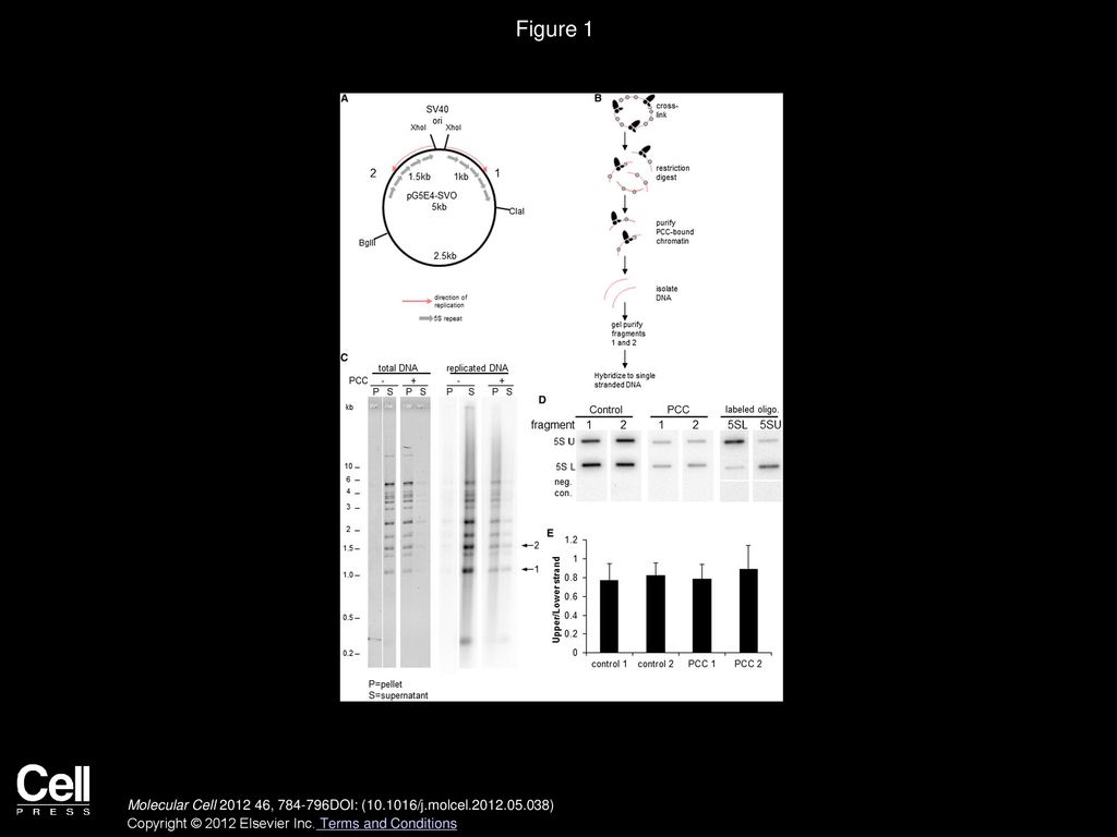Figure 1 PCC Is Transferred to Both Leading and Lagging Strands during DNA Replication.
