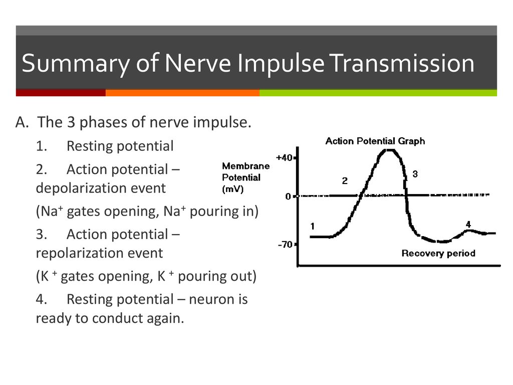 Nerve Impulse Transmission Nerve Impulse Transmission