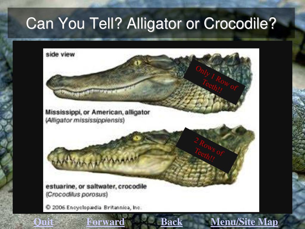 Can You Tell Alligator or Crocodile
