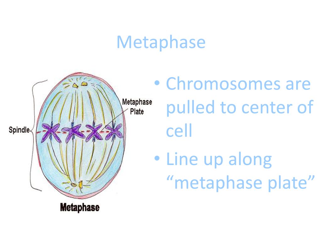 ppt download Biology Diagrams