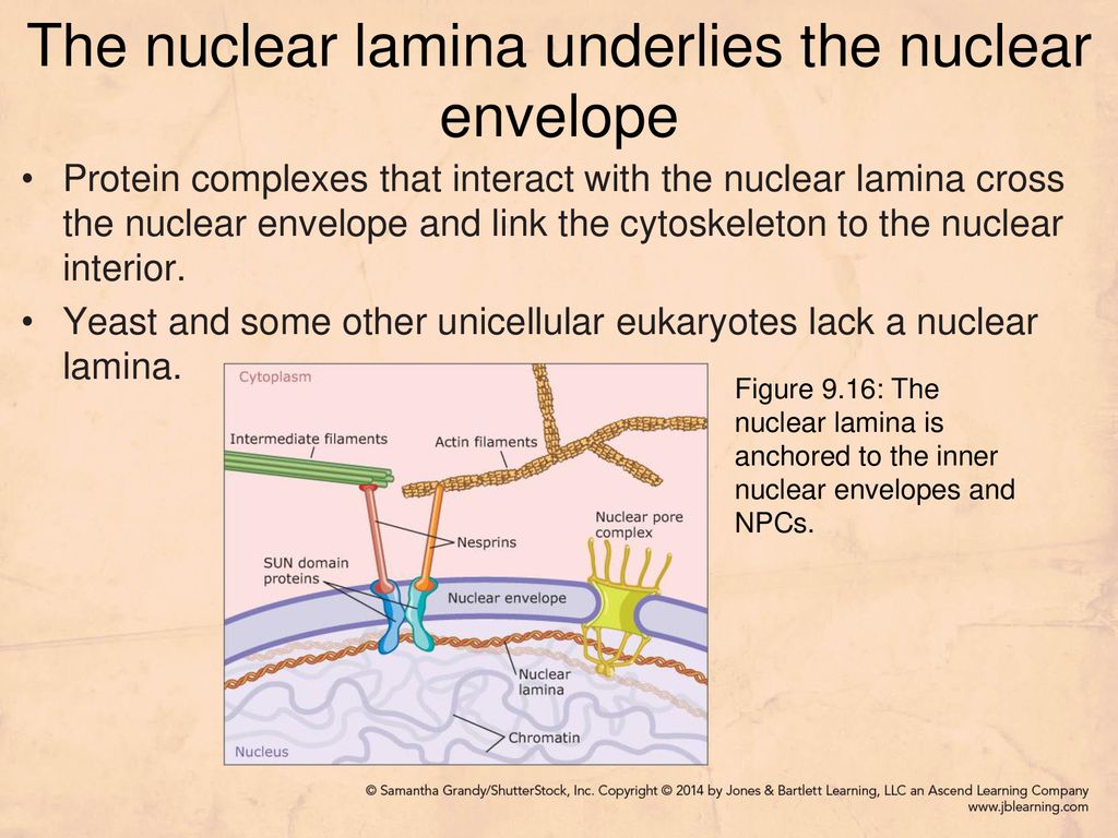 The nuclear lamina underlies the nuclear envelope